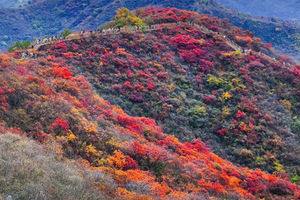 周末1日【水峪红叶栈道】看房山最美红叶の南窖村-水峪村-红叶栈道12公里环穿