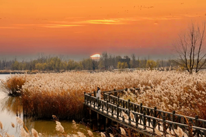 周三/周末1日【野鸭湖】中午出发の橘子日落-网红打卡拍芦苇漫天-闯入金色芦苇荡的冬日童话