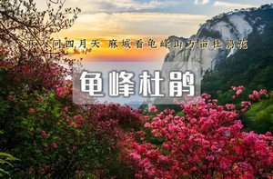 周末2日【龟峰山杜鹃】麻城大别山杜鹃花开の龟峰山10万亩野生杜鹃群-天堂寨