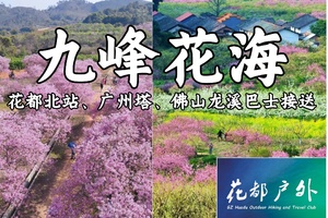 成行！每周六日/花都广佛接送/观赏期【韶关九峰花海】相约广东小平坝，赏醉美樱花