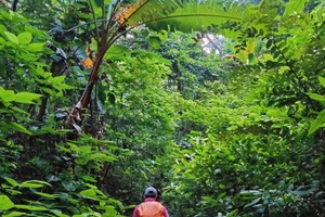 【云南-3月8~13日】西双版纳原始热带雨林徒步六天五晚《徒个中国-云南站》