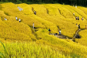 即将成行10月5日/花都珠江新城/金秋特价118【醉美梯田1天】黑山梯田赏金色稻浪品农家菜！神奇瑶岭万座石山美拍日落大片