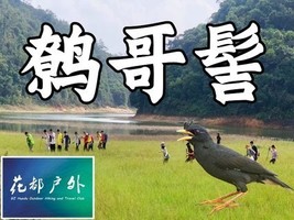 10月1日国庆假期【花都鹩哥髻】12KM大环线挑战性徒步，草原、小溪、密林、湖泊、巨石、寺庙~广州花都户外