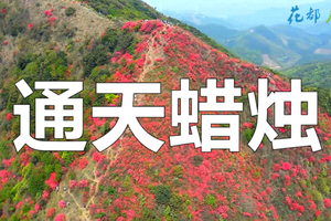 【Climb·4月16日（星期日）】花都户外︱从化十登之通天蜡烛14KM（Cong Hua Top 6）