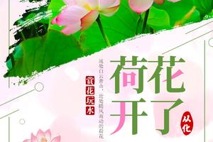 【从化荷花】夏日精品路线！百亩荷花齐绽放，冰河古道清爽戏水，“小泸沽湖”碧波荡漾