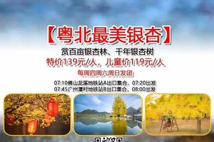 首发10月14日【粤北最美银杏】每周四、周六日出发：赏百亩银杏林、千年银杏树，这个秋天邀您走进粤北最美银杏村