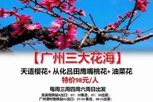 特价98元【广州三大花海】2月起每周三四周六日开始发团：天适樱花+从化鹰嘴桃花+油菜花