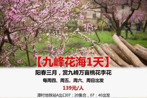 春游爆款【韶关九峰花海1天】赏九峰万亩桃花李花，二月每周四周五周六周日出发