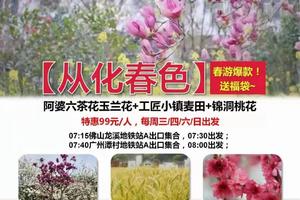 春游爆款！送福袋~【从化春色】周三/四/六/日出发：阿婆六茶花玉兰花+工匠小镇麦田+锦洞桃花