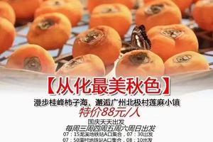 特价98元【从化最美秋色】周三周四周五周六周日：桂峰柿子海+莲麻小镇+小泸沽湖