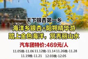 天下银杏第一乡-灵川海洋乡银杏-阳朔精华游-踏上金色海洋-赏秀丽山水