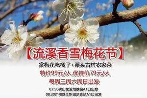 特价79元【流溪香雪梅花节】每周三周六周日出发：赏梅花吃橘子+溪头古村农家菜