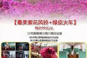 特价99元【紫色风铃+绿皮火车】2月起每周三周六周日出发