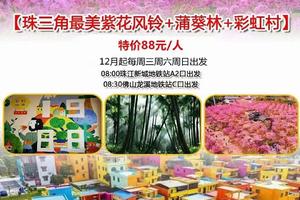 特价88元！【珠三角最美紫花风铃+蒲葵林+彩虹村】2月每周三、周六周日出发