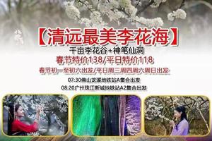 【清远最美李花花海+神笔仙洞】春节天天出发/平日周四周六周日出发：最美李花海+神笔仙洞