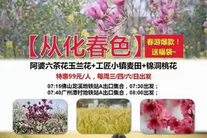 春游爆款！送福袋~【从化春色】周三/四/六/日出发：阿婆六茶花玉兰花+工匠小镇麦田+锦洞桃花