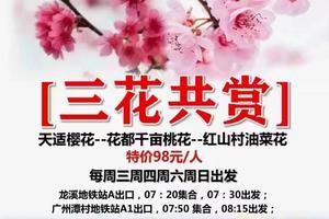 特价98元【三花共赏】2.16号起开始发团：天适樱花+花都千亩桃花+红山村油菜花