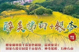 特价128！【醉美梯田+银杏 1天】欧家梯田赏千亩金色稻浪，品农家菜！国家石漠公园赏千亩银杏，神奇瑶岭，万座石山