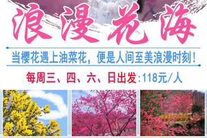 开花啦！【浪漫花海】当樱花遇上油菜花，便是人间至美浪漫时刻！春节每天出发