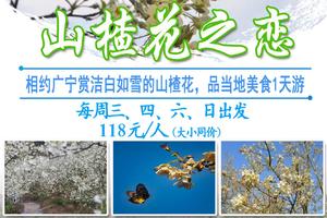 每周三、四、六、日出发【山楂花之恋】相约广宁赏洁白如雪的山楂花，品当地美食1天游