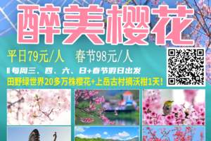 每周三、四、六、日+春节假日出发【醉美樱花】田野绿世界20多万株樱花+上岳古村摘沃柑1天