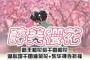 【醉美樱花】新丰樱花峪“广东最大樱花胜地”，赏千亩樱花！湖心坝“粤北客家第一村”，遇见千亩油菜花！东华禅寺祈福