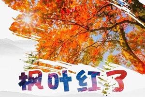 爆款【枫叶红了】佛冈田野绿世界的5公里枫叶大道，变红了！潖江大片的雪白芦苇荡，更浪漫了！