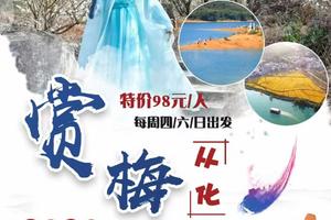 【从化赏春】梅花和李花争相开放，桂峰村雪白一片！米埗小镇稻田满地金黄！漫步“小泸沽湖”碧波荡漾，悠然享受