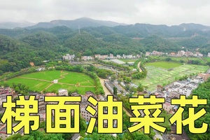 【3月17日（星期日-官方大型活动）】花都红山村~梯面油菜花节暨“水墨丹青，诗意梯面”五环步道亲子环保15KM徒步