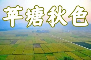【10月27日（星期日）】罗定苹塘12KM秋色徒步大会，广100系列~花都广州番禺佛山深圳中山大巴车往返