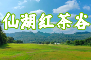 【11月17日（星期日）】英德积庆里仙湖红茶谷20KM徒步大会，广100系列~花都广州番禺佛山深圳中山大巴车往返