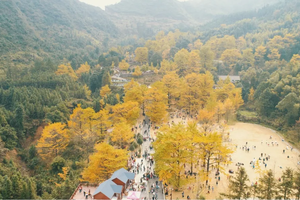 特价398【金秋桐子坳+十万株枫叶】行摄中国银杏第一村，漫步湘江大峡谷十万株枫叶林，入住零陵古城，感受千年古城魅力
