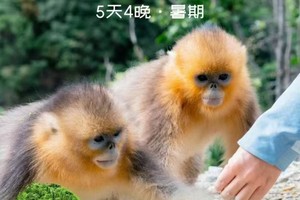 2025神农奇遇记|暑期亲子5天4晚从原始森林到国之重器，解密神农架的远古密码，邂逅国宝精灵金丝猴