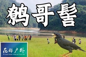 ¥98元/9月11日星期四【花都鹩哥髻】12KM大环线挑战性徒步，草原、小溪、密林、湖泊、巨石、寺庙~广州花都户外