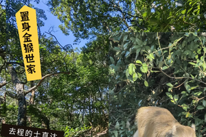 麦径百公里系列之五｜金猴世家-麦径5段-黄大仙穿越