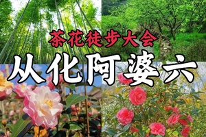 成行！3月8日星期日【阿婆六国际茶花谷徒步节】藏在从化的“莫奈花园”，花海，竹林，乡村之旅，暨广100第一站