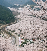 4月6日 | 上虞张村·樱花季盛放，来找寻属于你的春光