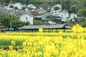4月11日 花满西畈，徒步浙东“小婺源”，打卡“王莺莺小卖部”，赴一场奉化大堰梯田油菜花之约！