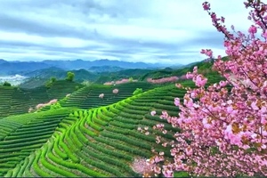 4月11日〡现实版上春山：赏富阳拔山万亩茶樱，徒步拔山古道，九千亩茶花