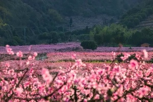 4月12日〡春风十里的桃花古道，寻找当今的桃花源