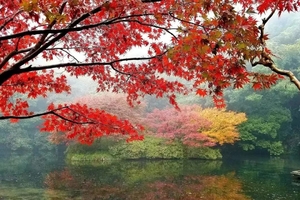 12月13日 九溪十八涧沿溪而行，穿越龙井茶园，遇见最美杭州