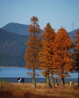 12月21日 行摄四明湖水杉，漫步燕窝古道，醉美深秋