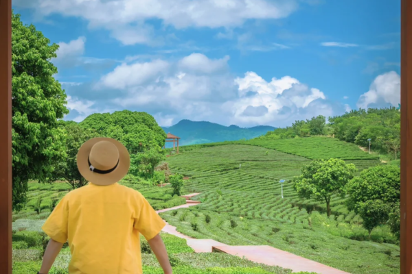 【博罗-万亩茶园】12.1周日，博罗万亩茶园，墨园村 休闲徒步，摄影游玩一日游