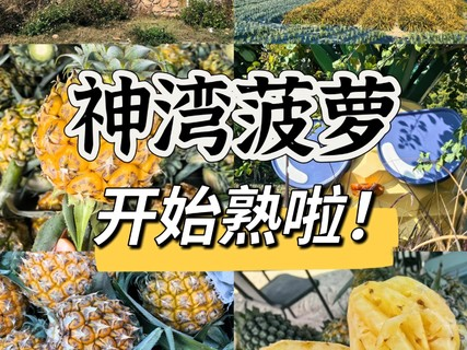 已成团【菠萝的山】4.19周六，中山菠萝的山徒步11km，体验采摘，寻味当地美实