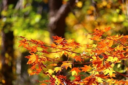 【北京·周六】9.27 喇叭沟门红叶|京郊最美最早秋色の穿越童话白桦林