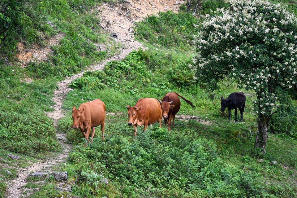 狮子口重装徒步-61