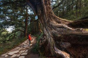 4天3晚徒步古蜀道，轻装漫步千年古柏翠云廊！