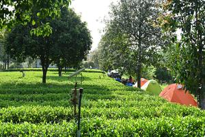 长沙县飘峰山、湘丰茶园徒步摄影露营2日户外体验