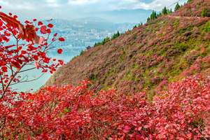 季节限定·三峡红叶，4天3晚徒步摄影之旅