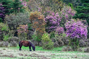 轻装徒步云上草原格拉丹，3天2晚行走在蓝天白云森林花海环绕的世界！